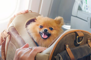 The US Department of Transportation has mandated that airports provide pet relief areas for their four-legged travelers inside terminals