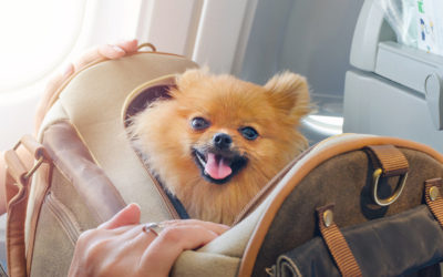 Odor Elimination for Airport Pet Relief Areas