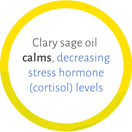 Clary sage oil calms, decreasing stress hormone (cortisol) levels