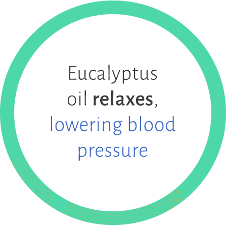 Eucalyptus oil relaxes, lowering blood pressure