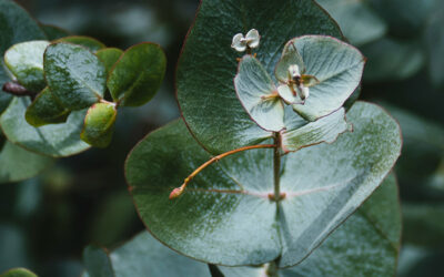 Introducing Prolitec’s Juniper Gin – The Restroom Fragrance That Brings the Outside In