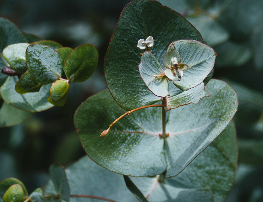 Introducing Prolitec’s Juniper Gin – The Restroom Fragrance That Brings the Outside In