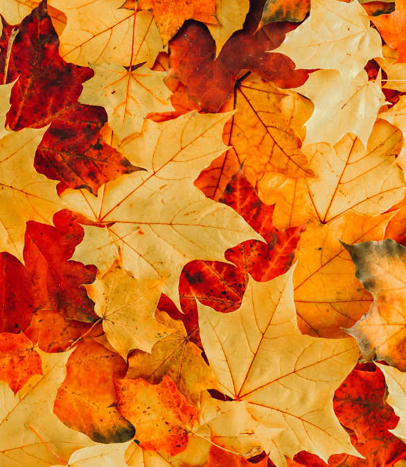 Warm up your business: Why seasonal scents are a smart investment