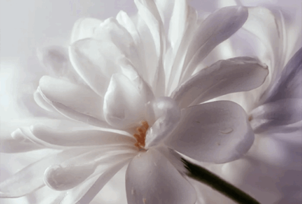Introducing Snow Flower: The Strategic Fragrance Designed for Deep Focus
