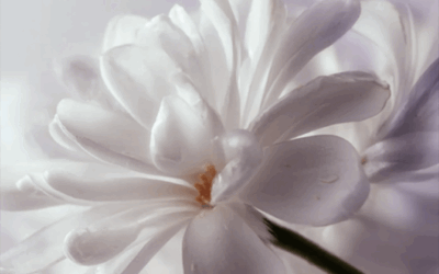 Introducing Snow Flower: The Strategic Fragrance Designed for Deep Focus